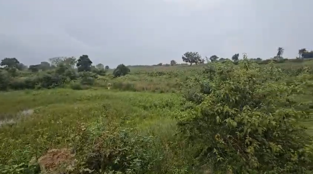 4 acre agricultural land for sale in Belur, Hassan district 